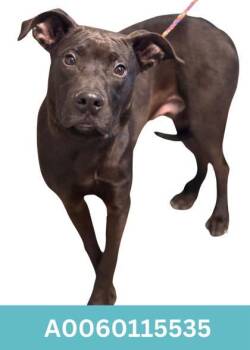 Pit Bull Terrier Dogs Available for Adoption - Cashew | PetCurious