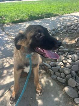 Poo Bear -  Belgian Shepherd Malinois and Saint Bernard Dog for Adoption in Bellflower, California - Poo Bear | PetCurious
