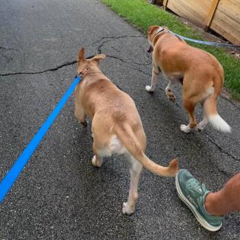 Carlo -  Mixed Breed Dog for Adoption in Newton, Iowa - Carlo | PetCurious