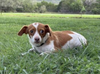 Kiki -  Chihuahua and Beagle Dog for Adoption in Helotes, Texas - Kiki | PetCurious