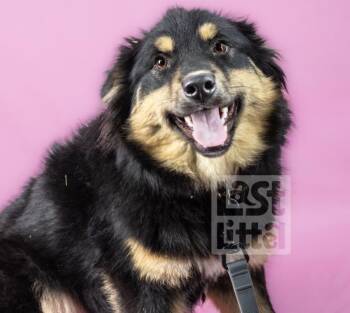 Australian Shepherd Dogs Available for Adoption - Leia | PetCurious