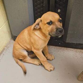 Marmaduke -  Mixed Breed Dog for Adoption in Kennebunk, Maine - Marmaduke | PetCurious