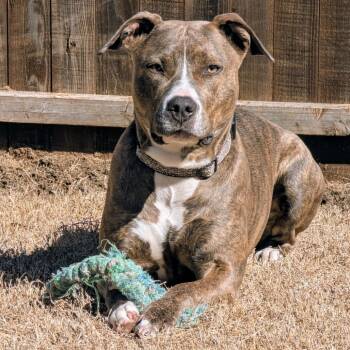 Rescue Pit Bull Terrier Dogs for Adoption in Dallas, Texas - Koda | PetCurious