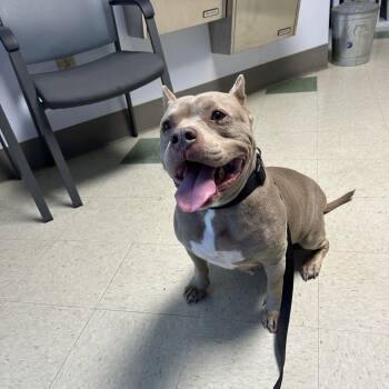 Rescue Pit Bull Terrier and Mixed Breed Dogs for Adoption in Windsor, Virginia - Pudding | PetCurious