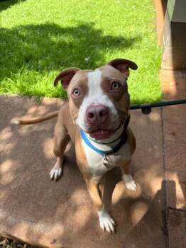 Gomez -  Pit Bull Terrier and Mixed Breed Dog for Adoption in Honolulu, Hawaii - Gomez | PetCurious