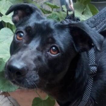 Rescue Mountain Cur and Mixed Breed Dogs for Adoption in San Diego, California - Blueberry | PetCurious