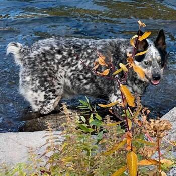 Rescue Australian Cattle Dog Blue Heeler Dogs for Adoption in Newport, Washington - Luke | PetCurious