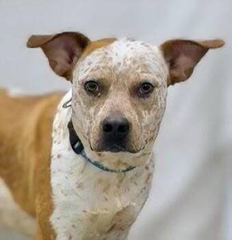 Bindi -  Cattle Dog Dog for Adoption in Lincoln, Nebraska - Bindi | PetCurious
