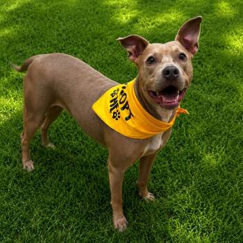 American Staffordshire Terrier Dogs Available for Adoption in Baytown, Texas - Sadie | PetCurious