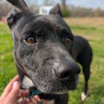 Black Labrador Retriever and Mixed Breed Dogs Available for Adoption - Serenity | PetCurious