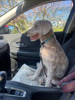 Bruno -  Poodle Dog for Adoption in Calgary, Alberta - Bruno | PetCurious