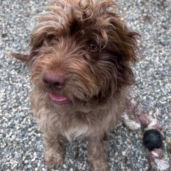 Aussiedoodle Dogs Available for Adoption in Bryson City, North Carolina - Stella Brown | PetCurious