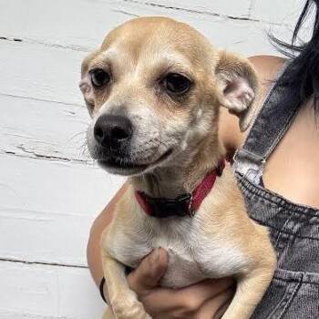 Betsie -  Chihuahua Dog for Adoption in Sonoma, California - Betsie | PetCurious