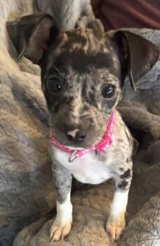 Polly -  Chihuahua Dog for Adoption in New Albany, Ohio - Polly | PetCurious