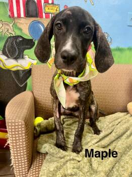 Mapel -  Cane Corso and Mixed Breed Dog for Adoption in Blairstown, New Jersey - Mapel | PetCurious