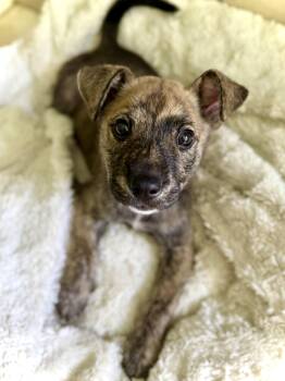 Rukus -  Shepherd Dog for Adoption in Milton, Florida - Rukus | PetCurious