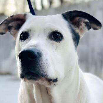 Pinky -  Cattle Dog and Labrador Retriever Dog for Adoption in Naperville, Illinois - Pinky | PetCurious
