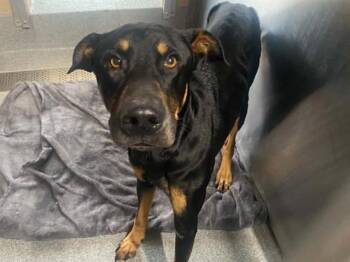 BLACKY -  Doberman Pinscher and Mixed Breed Dog for Adoption in Tustin, California - BLACKY | PetCurious