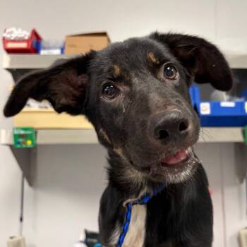 Chuckleberry -  Mixed Breed Dog for Adoption in Greenville, South Carolina - Chuckleberry | PetCurious