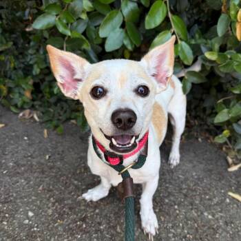 Chihuahua Dogs Available for Adoption in Goleta, California - Buddy | PetCurious