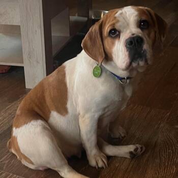 Beagle and Bulldog Dogs Available for Adoption in Batavia, New York - Rescue Wilma | PetCurious