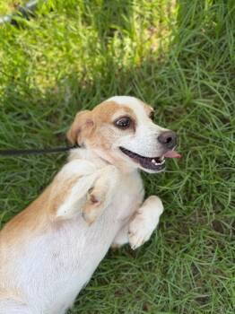 Justin -  Beagle Dog for Adoption in Aiken, South Carolina - Justin | PetCurious