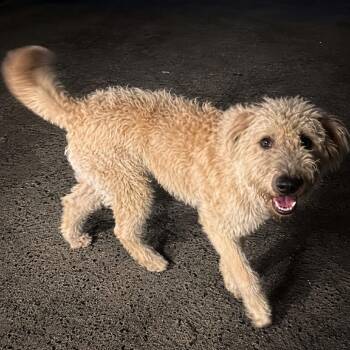 Leo -  Poodle and Golden Retriever Dog for Adoption in Sonoma, California - Leo | PetCurious