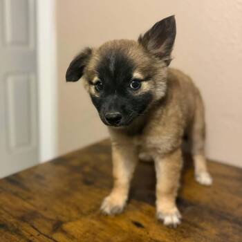 Shepherd Dogs Available for Adoption in Harlingen, Texas - Belly  | PetCurious