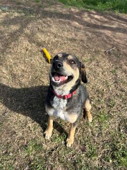 Cattle Dog Dogs Available for Adoption - Rikki | PetCurious