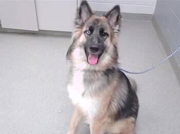 German Shepherd Dog and Mixed Breed Dogs Available for Adoption in Omaha, Nebraska - MIA | PetCurious