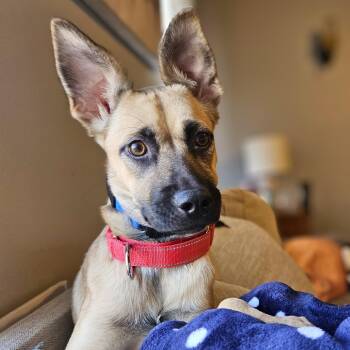 Rescue Terrier Dogs for Adoption in Baldwin, Maryland - Marnie | PetCurious