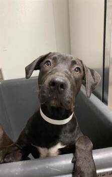 Rescue Black Labrador Retriever Dogs for Adoption in Thousand Oaks, California - Coco -- URGENT!! | PetCurious