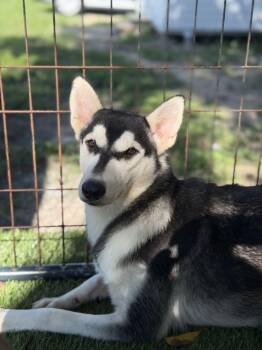 Iris -  Husky Dog for Adoption in Lakeland, Florida - Iris | PetCurious