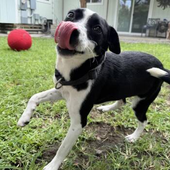 Tillie -  Terrier Dog for Adoption in Keaau, Hawaii - Tillie | PetCurious