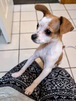 Chihuahua Dogs Available for Adoption in Columbia, Maryland - Stuart | PetCurious