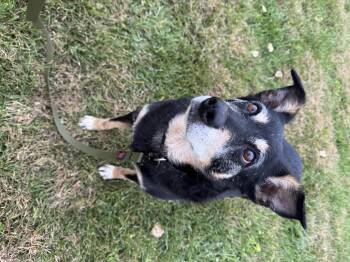 Rescue Australian Kelpie Dogs for Adoption in Blair, Nebraska - Keylee | PetCurious