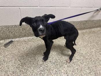 Pit Bull Terrier and Mixed Breed Dogs Available for Adoption in Colorado Springs, Colorado - ITSY BITSY | PetCurious