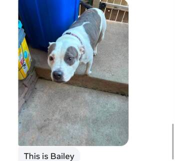 Bailey     (2026) -  Retriever Dog for Adoption - Bailey     (2026) | PetCurious