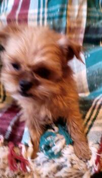 Brussels Griffon and Shih Tzu Dogs Available for Adoption - BOBBI JO | PetCurious