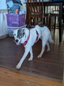 Silver Chalis -  Mixed Breed Dog for Adoption in Waunakee, Wisconsin - Silver Chalis | PetCurious