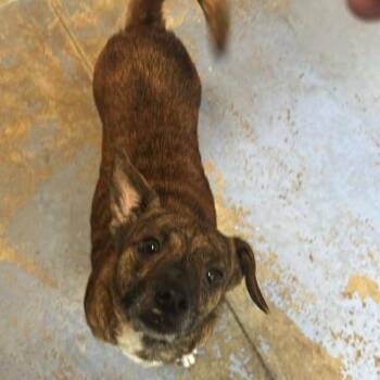Mixed Breed Dogs Available for Adoption in Gadsden, Alabama - Lady | PetCurious