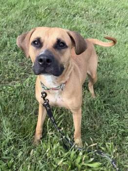 Winnebago -  Mixed Breed Dog for Adoption in Kansas City, Missouri - Winnebago | PetCurious