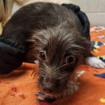 CoCo -  Mixed Breed Dog for Adoption in Murray, Utah - CoCo | PetCurious
