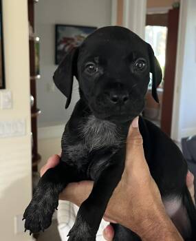 Black Labrador Retriever and Plott Hound Dogs Available for Adoption in St. Augustine, Florida - Kevin | PetCurious