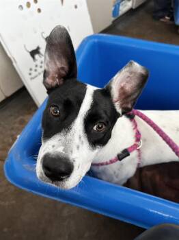 Mixed Breed Dogs Available for Adoption in Dallas, Texas - VIVI | PetCurious