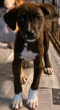 Louise -  Labrador Retriever and Hound Dog for Adoption in El Dorado, Arkansas - Louise | PetCurious