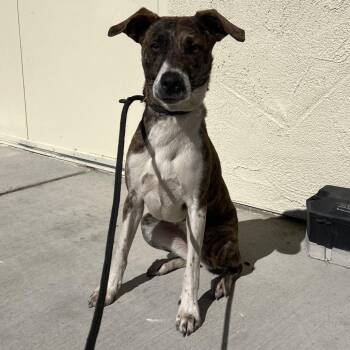 Biscuit -  Whippet Dog for Adoption in Reno, Nevada - Biscuit | PetCurious