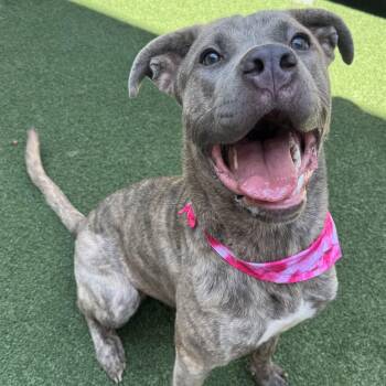 Luna -  Mastiff Dog for Adoption in The Colony, Texas - Luna | PetCurious
