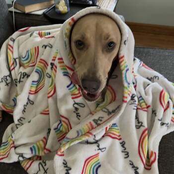 Regina -  Doberman Pinscher and Terrier Dog for Adoption in Mooresville, Indiana - Regina | PetCurious