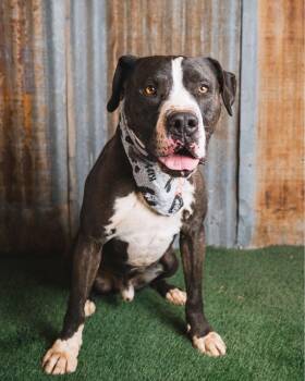 Domino -  Pit Bull Terrier Dog for Adoption in Lubbock, Texas - Domino | PetCurious